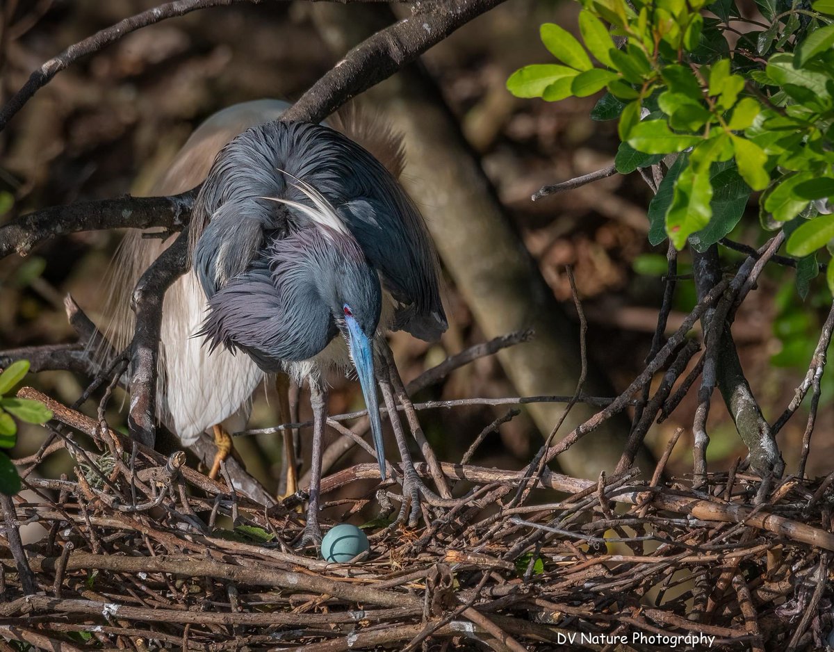 🥚🐦 Eggs-traordinary news: Our State Threatened Tricolored Heron at the Calusa Rookery have laid their first egg of the 2024 nesting season. It's a tiny treasure in the face of threats, reminding us of the importance of preserving this rare multi-species rookery. #SaveCalusa