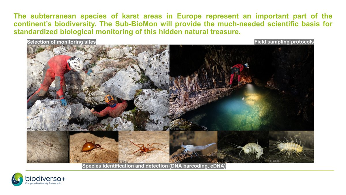 BiodiversaPlus's tweet image. The subterranean species of karst areas in Europe represent an important part of the continent’s biodiversity. 
#SubBioMon will provide the much-needed scientific basis for standardised biological monitoring of this hidden natural treasure. 
#BiodivMonTallinn