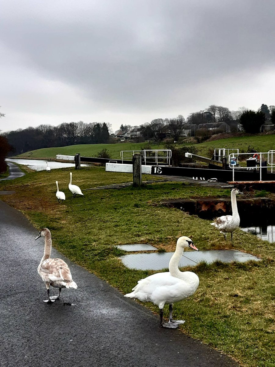 Happy #WildlifeWednesday! ✨ Looks as though the local swans had a successful committee meeting by the canal! 🦢 📸Robert Dawson We love to see your wildlife pics! Send in your best snaps for the chance to be featured on our page! #wildlife #spring #swans #canalmagic