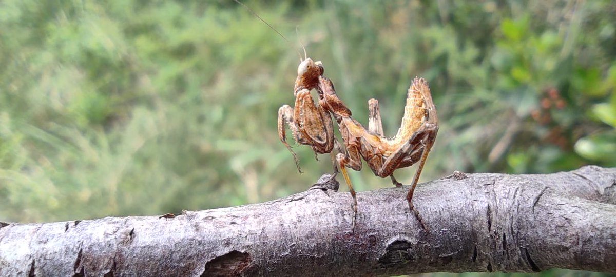 A friend of mine, Matteo Skodler, sent me photos of what looks like a ♀️European Dwarf Mantis (Ameles spallanzania) on the Colle di Medea (Gorizia). 
Ca. 25mm, a v. rare & thermophilic species in this part of NE 🇮🇹. 
I've never seen one! Nor had he.