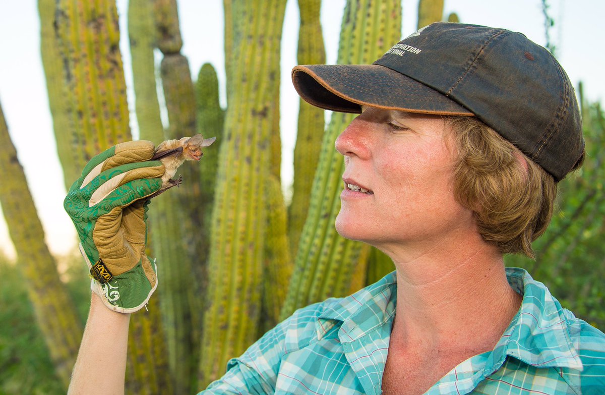 The fourth and final of our keynote speakers is Dr. Winifred F. Frick (@FrickWinifred), Chief #Scientist at @BatConIntl and associate professor in #Ecology and Evolutionary #Biology at @ucsantacruz ! 🦇🧬🌳