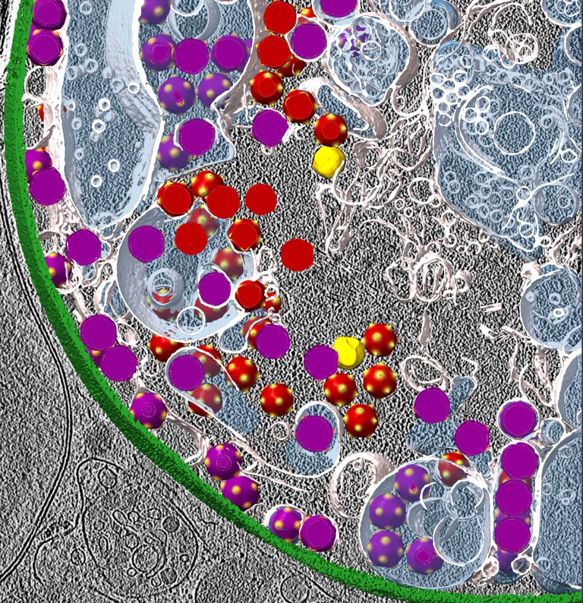 Emiliania huxleyi je řasa, která ochlazuje zemské klima. Její výskyt ale ohrožují viry, jako Emiliania huxleyi virus 201. Vědci z @PlevkaLab, @CEITEC_Brno, @muni_cz, popsali pomocí kryo-elektronové mikroskopies strukturu tohoto viru. Výsledky publikoval časopis Science Advances.