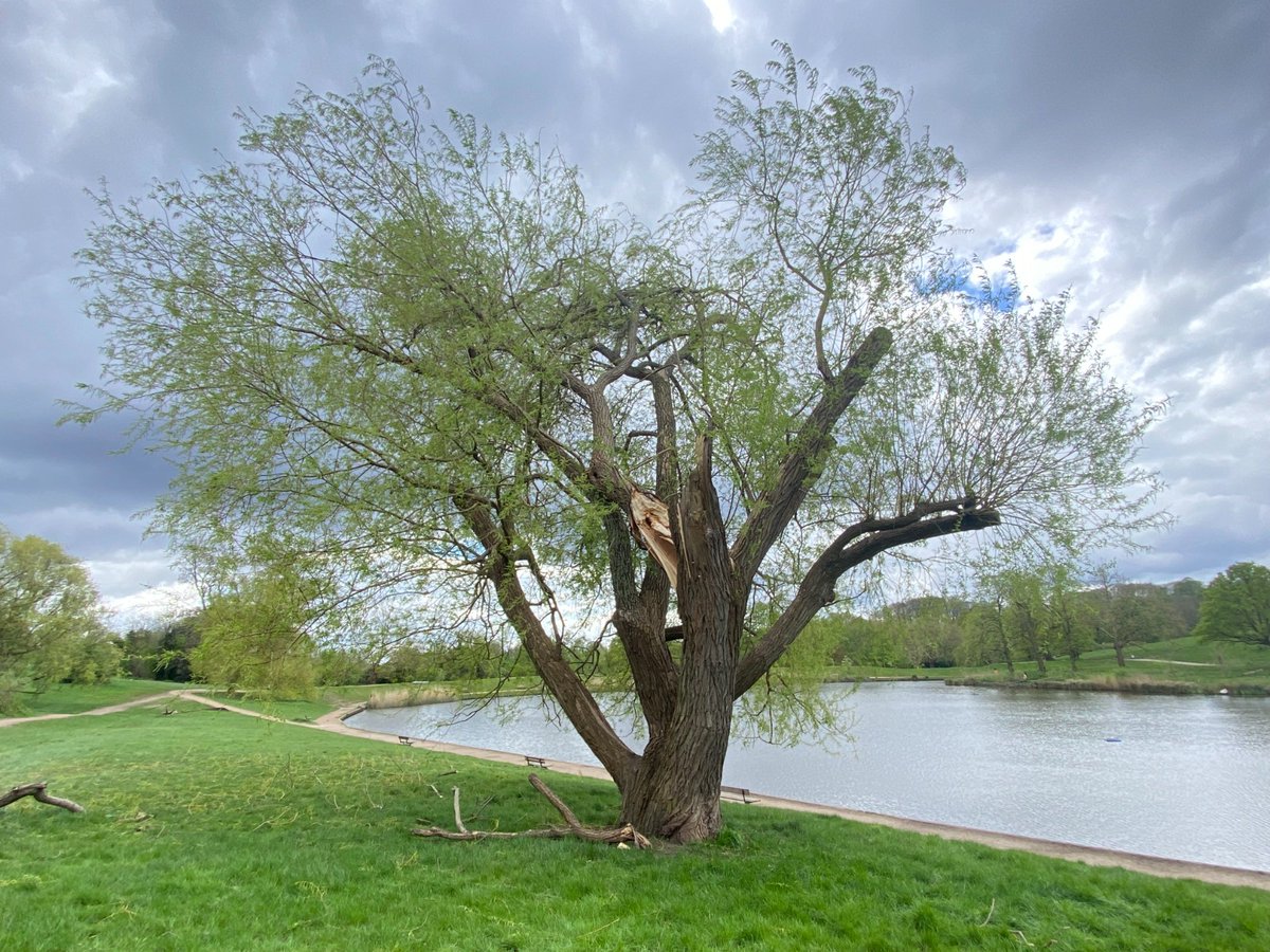 The recent high winds caused some damage to trees on the Heath, including some large limbs on a willow tree near the Boating Pond. Thankfully no one was hurt and the Tree Team have been busy attending to the damaged trees to ensure they are safe.