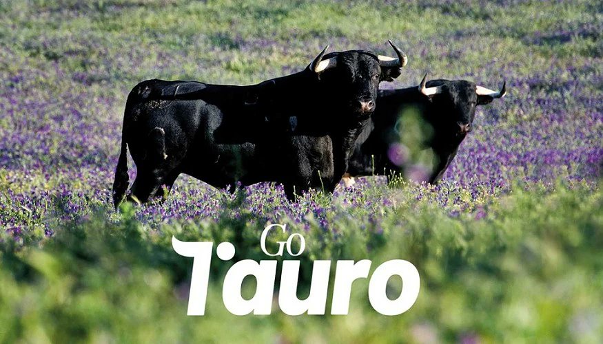 VayaVaca (@vayavacacom) on Twitter photo El Grupo Operativo #TAURO presenta una investigación sobre el valor y potencial de la #carne de bravo 🐃 interempresas.net/Industria-Carn… vía <a href="/IntCarnica/">TecnoCARNE</a> El Grupo Operativo #TAURO presenta una investigación sobre el valor y potencial de la #carne de bravo 🐃 interempresas.net/Industria-Carn… vía <a href="/IntCarnica/">TecnoCARNE</a>