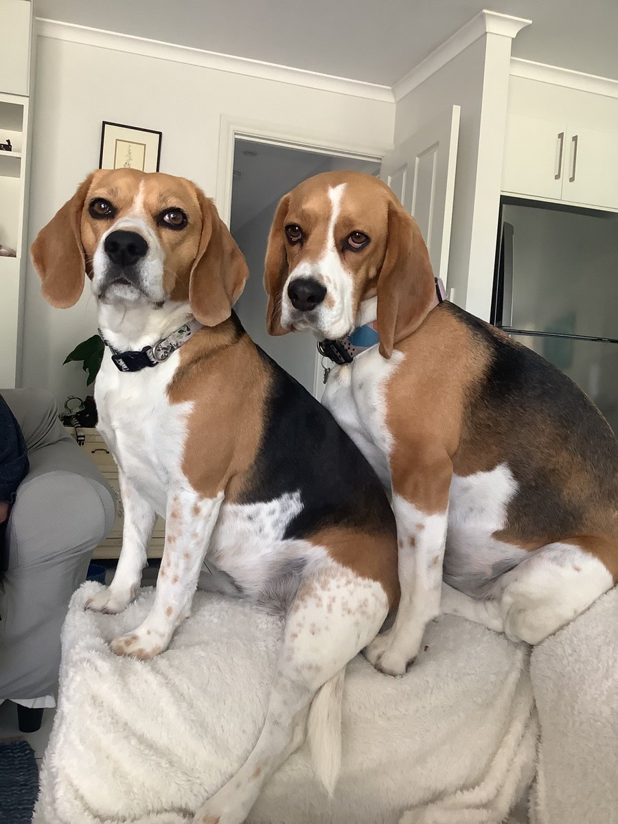 Trouble makers 
#beagle #beaglefacts