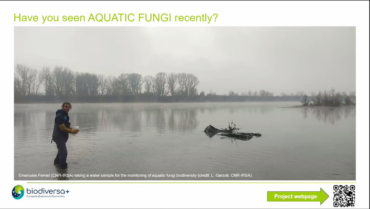 MoSTFun_EU's tweet image. #MuSTFun coordinator @andibruder presenting our project goals @BiodiversaPlus #BiodivMon kick off in Tallinn. 

Have you seen AQUATIC FUNGI recently? 🍄🏔️🏞️🌅

#BiodivMonTallinn #aquaticfungi #monitoring