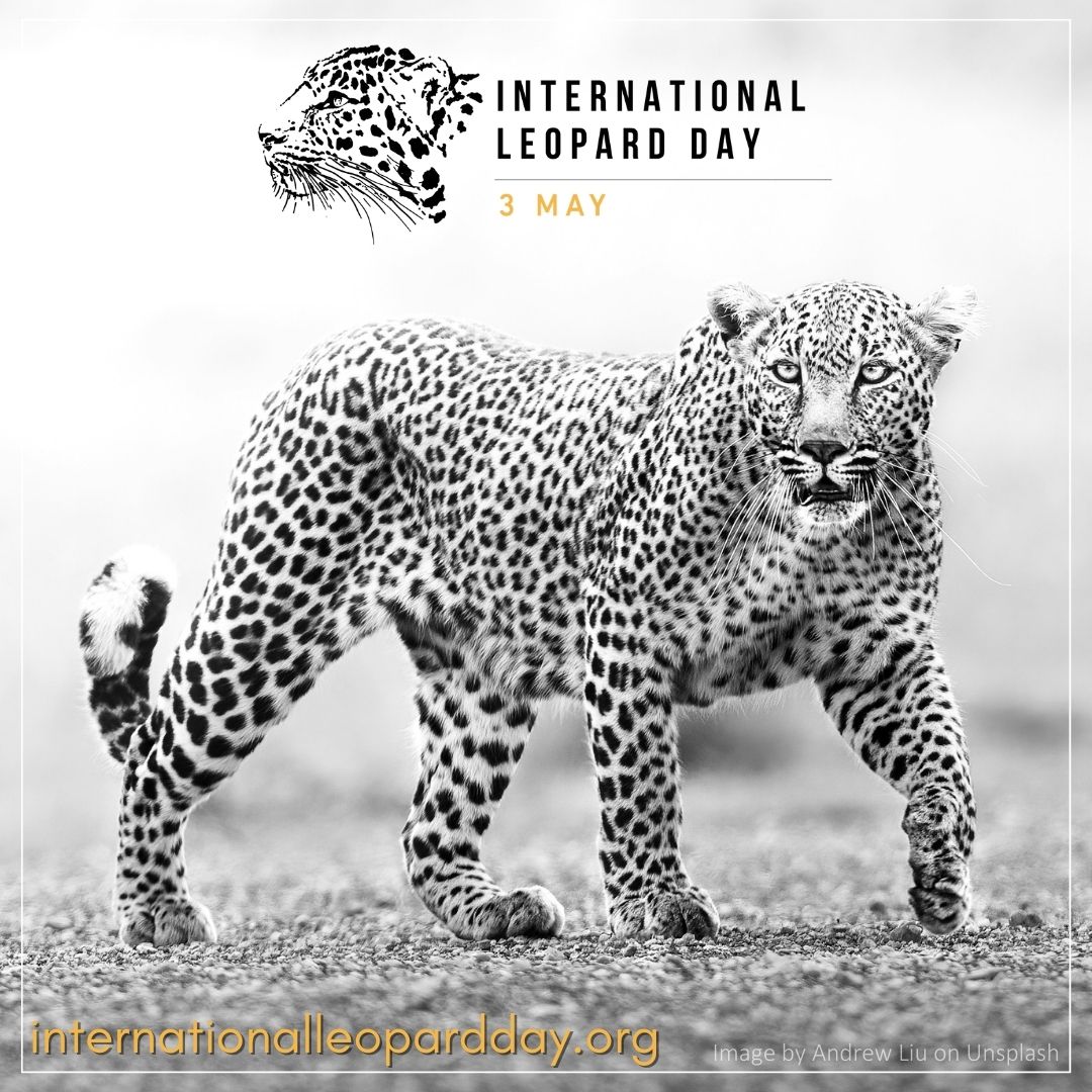 3 May is International #Leopard Day! Celebrate by planning some special leopard-inspired events - see ideas at internationalleopardday.org
Tag @LeopardConf in your posts &spread some leopard love on your socials with #InternationalLeopardDay #LoveLeopards & #ForTheLoveOfLeopards 🐆🐾