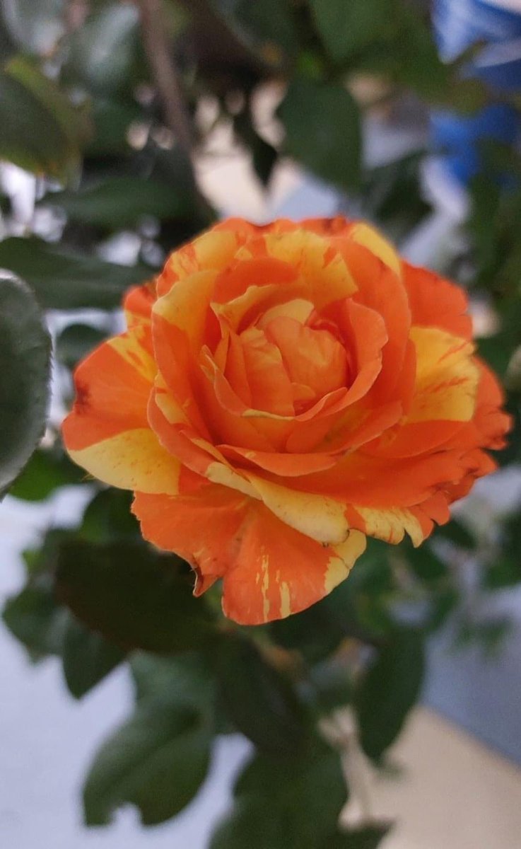 'Tropical sunset' rose