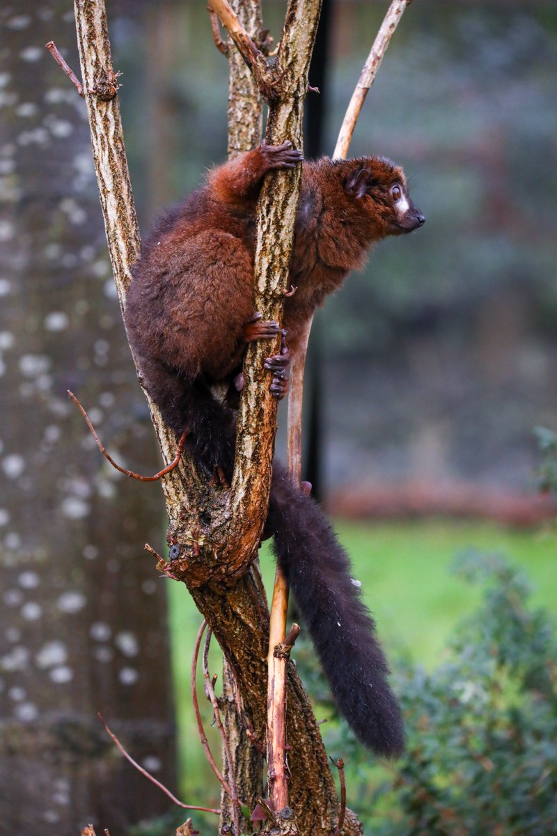 Red-bellied lemurs are agile climbers, with claws similar in structure to a human hand ✋ They use opposable thumbs to grip when climbing and their back feet have a large big toe that allows them to easily grip with their hind feet 🐾