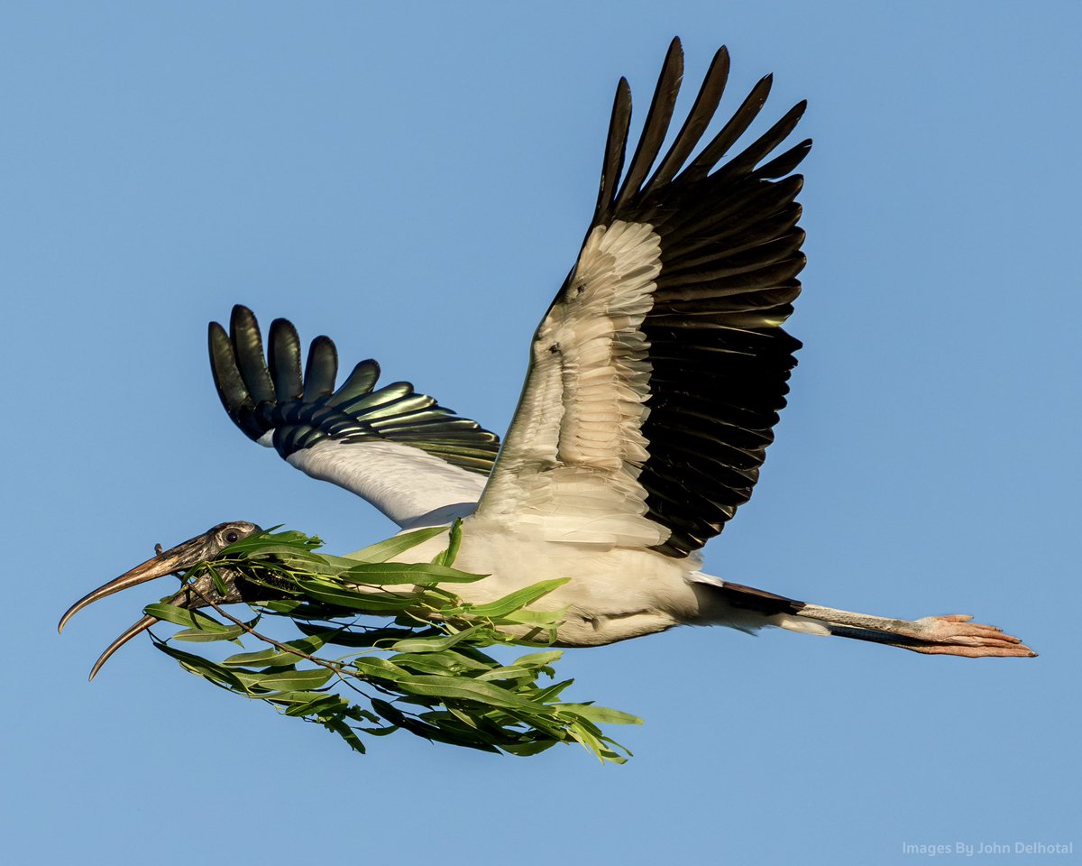 It’s always fashionable to match your retrieved foliage with your iridescent wing tips ⭐️ Wood Stork 🗓 April 2024📍Christmas, FL 📷 @sonyalpha α1 🔘 Sony FE 200-600mm #BirdsOfTwitter #birdphotography #wildlifephotography #wildlife #naturelovers #NaturePhotography