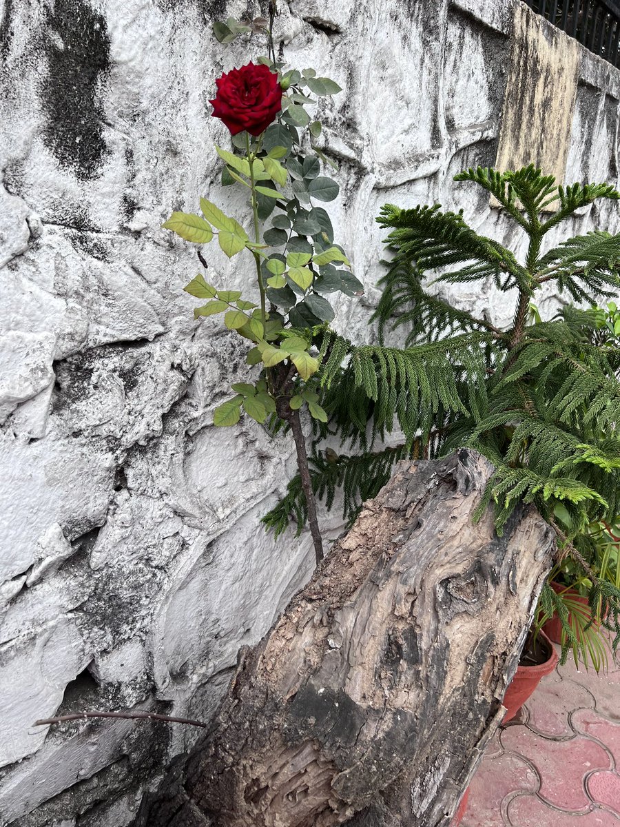 The natural artistry of contrasts.The rugged stone wall adorned with abstract white paint sets the perfect backdrop for the vibrant red rose and the textured wooden stem. 
Nature’s palette at its finest. 
#naturephotography #artistic #texture #kousalyaclicks #iphonogrphy