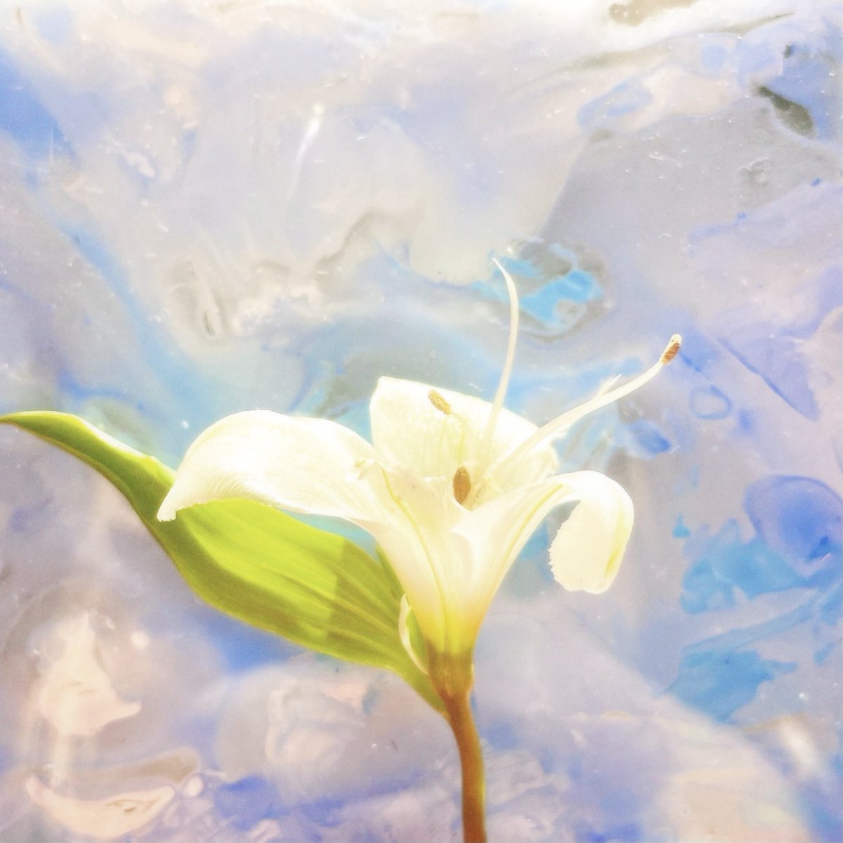 <a href="/__nonomi_/">Ryu</a> をプロデューサーに迎えた”all in blue” が4/24(水)にリリースされます

New single “all in blue” with <a href="/__nonomi_/">Ryu</a> will be released on April 24th 🕊️

Pre-order and Pre-save available now!!!

2024.04.24 
“all in blue”

⏬Pre-order &amp; Pre-save Here 
linkco.re/aPSxfpZm?lang=…