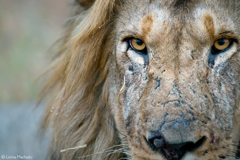 📷Wearing his scars with pride. Busanga Plains, Zambia. © Licinia Machado (Photographer of the Year 2024 entry) #wildlifephotos #wildphoto #wildlife_shots #wildlifephotography #photography #photographer #naturephotography