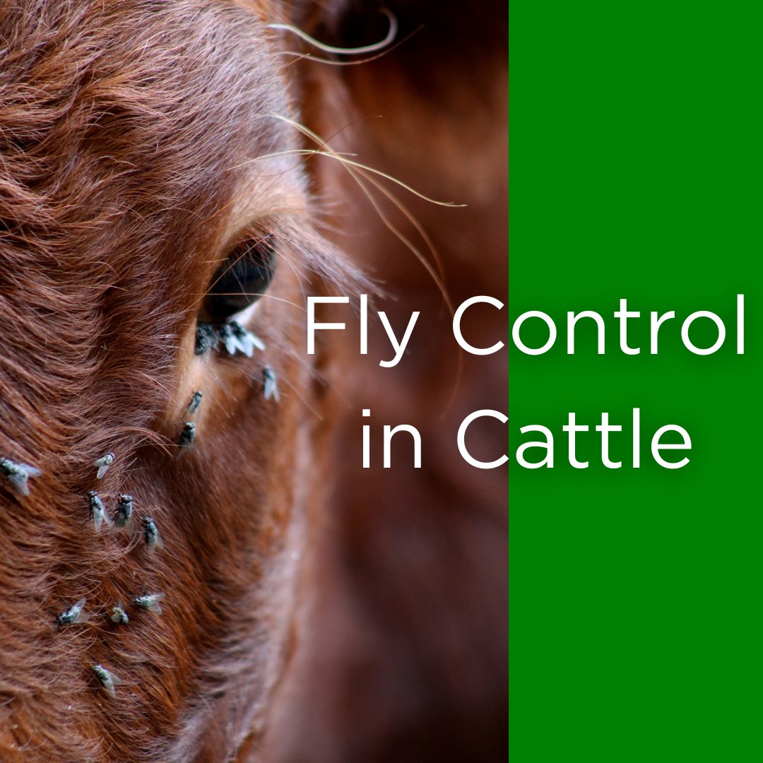 The main months of fly activity in the UK are May to August, but it’s worth being prepared to treat from March through to October. There are two areas to target when designing a fly control programme for your farm, the environment, and the animals themselves.
