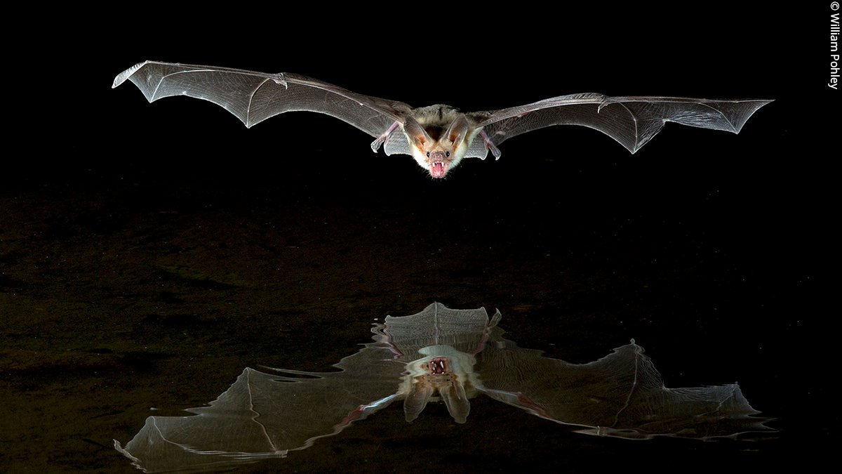 On #BatAppreciationDay we’re sharing this incredible image of a pallid bat captured mid-flight in Tuscon, Arizona. Photo by William Pohley. 📸