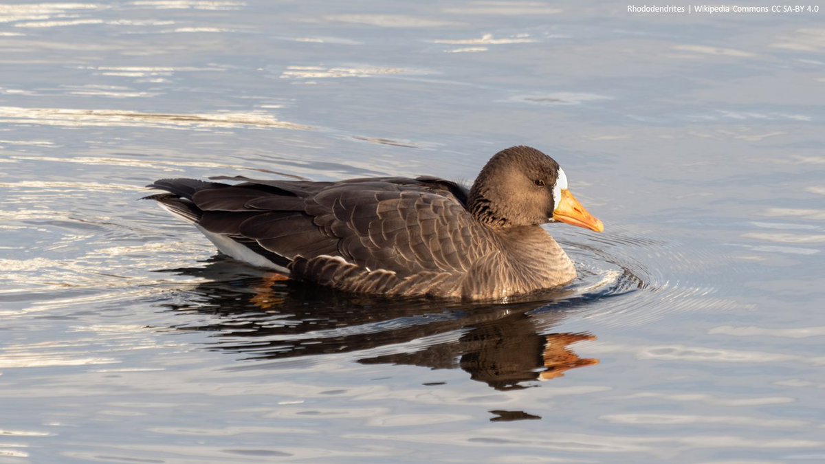 Responses of nesting greater white-fronted geese to oil development in the Arctic | The Journal of Wildlife Management | wildlife.onlinelibrary.wiley.com/doi/10.1002/jw… | #ornithology