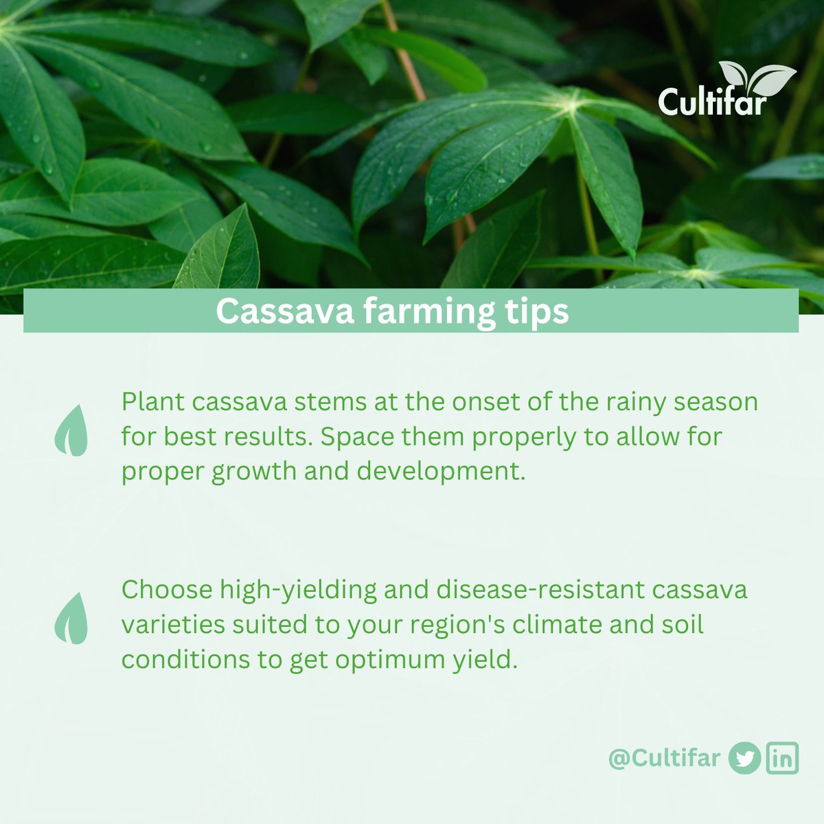 Happy farming! 🌿👩‍🌾👨‍🌾 

#Agritech #CassavaFarming #Agribusiness #Sustainability #Prosperity