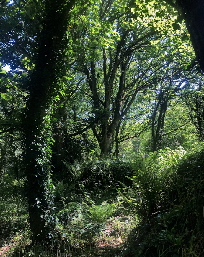 For the witch, the wood is always wyrd. The wood is always full of green magics, root wisdom and spirited conversation. Our temples temples are tangled, are threshold. Our temples are living and strong. – #EmilyBanting, 1982 #WitchWednesday