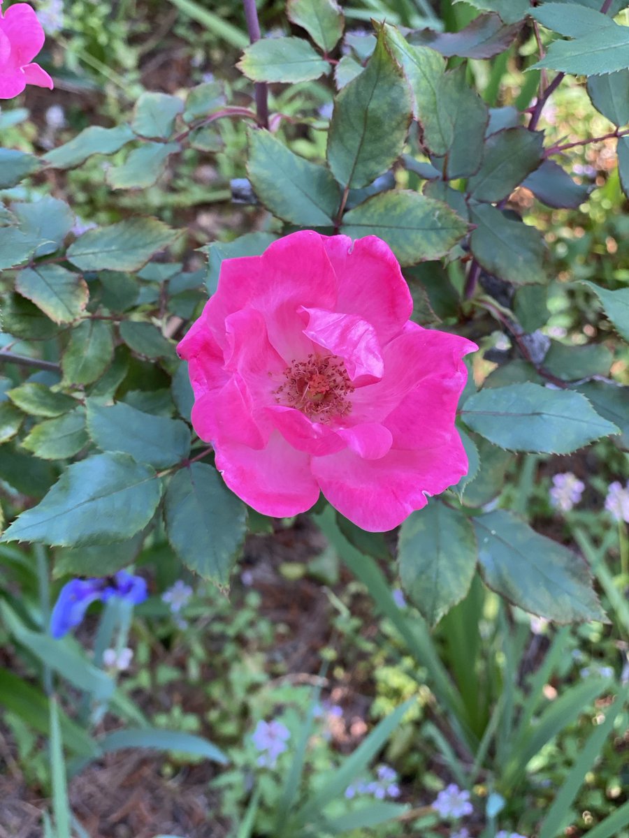 It’s #RoseWednesday! May your day be full of them. 🤗 #Flowers #GardeningX #MasterGardener