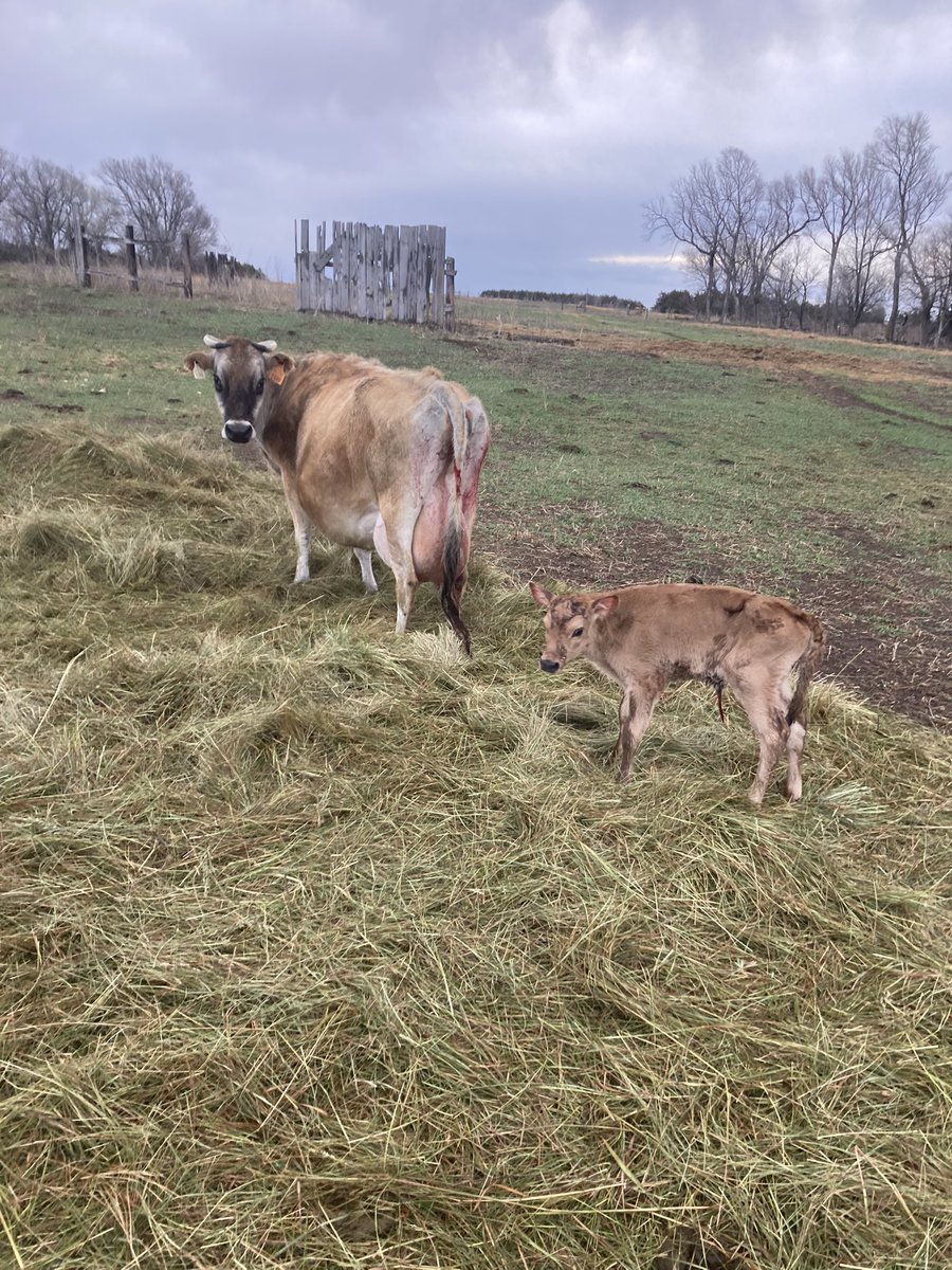 Holt Creek Jerseys tweet media