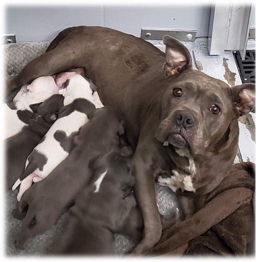 🇺🇸🆘💥🏃‍♀️EMERGENCY REQUEST🏃‍♂️💥🆘🇺🇸
😱For PENNE & HER PUPPIES💔#A1933840
🔥 To DIE☠️At 1PM 4/17 🔥
Found Under A🏠#FOSTER🏃‍♀️Pups 1Wk Old😭 Staff Mix HW &Diarrhea
Likes 🧀🍖🦴🤐 From Volunteers
🛟 Them #Rt #Pledge #Foster B4 1pm
BARC Houston TX 3200 Carr St 
📧foster@houstontx.gov