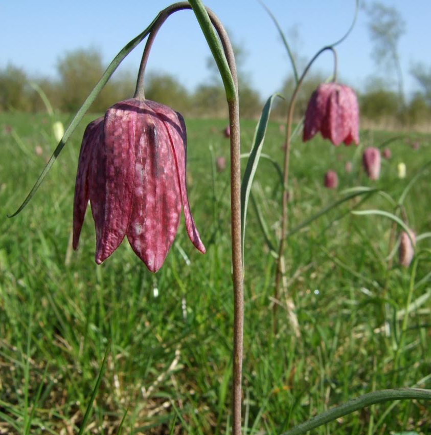 Love_plants's tweet photo. โ ๏ธ The last day today (17 April) to make comments โ๏ธ to the development plans threatening our ๐ฅ Lugg Meadow Nature Reserve๐ผ
A protected Site of Special Scientific Interest & ecologically important floodplain meadow.
๐ https://t.co/bZn8BnDcqn๐๏ธ
@HerefordshireWT https://t.co/ATDqQwyXn7
