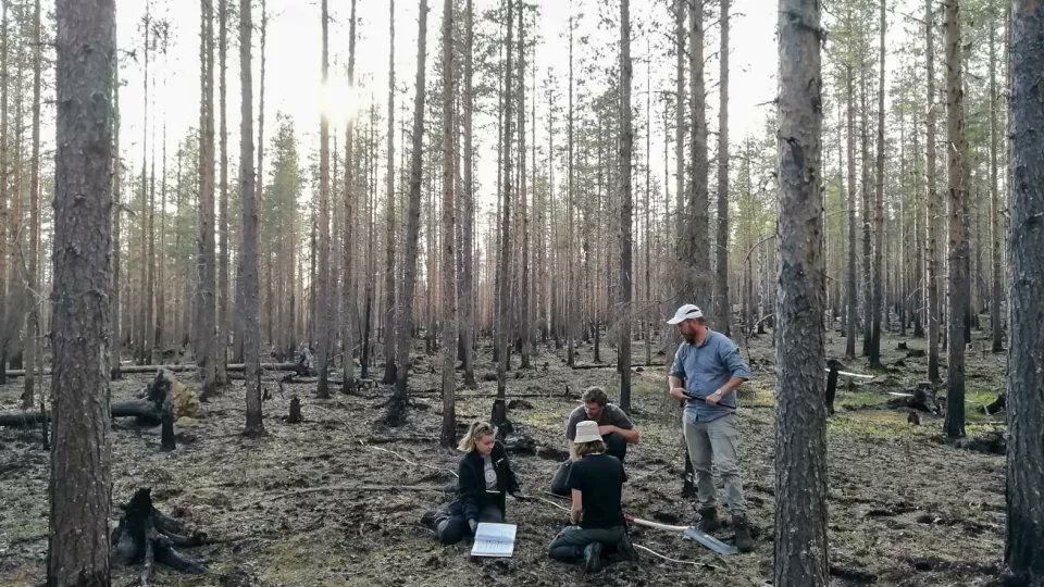 Unique field study shows how climate change affects fire-impacted forests: shorturl.at/mrPS3 @CommsEarth #wildfires #forests #climate