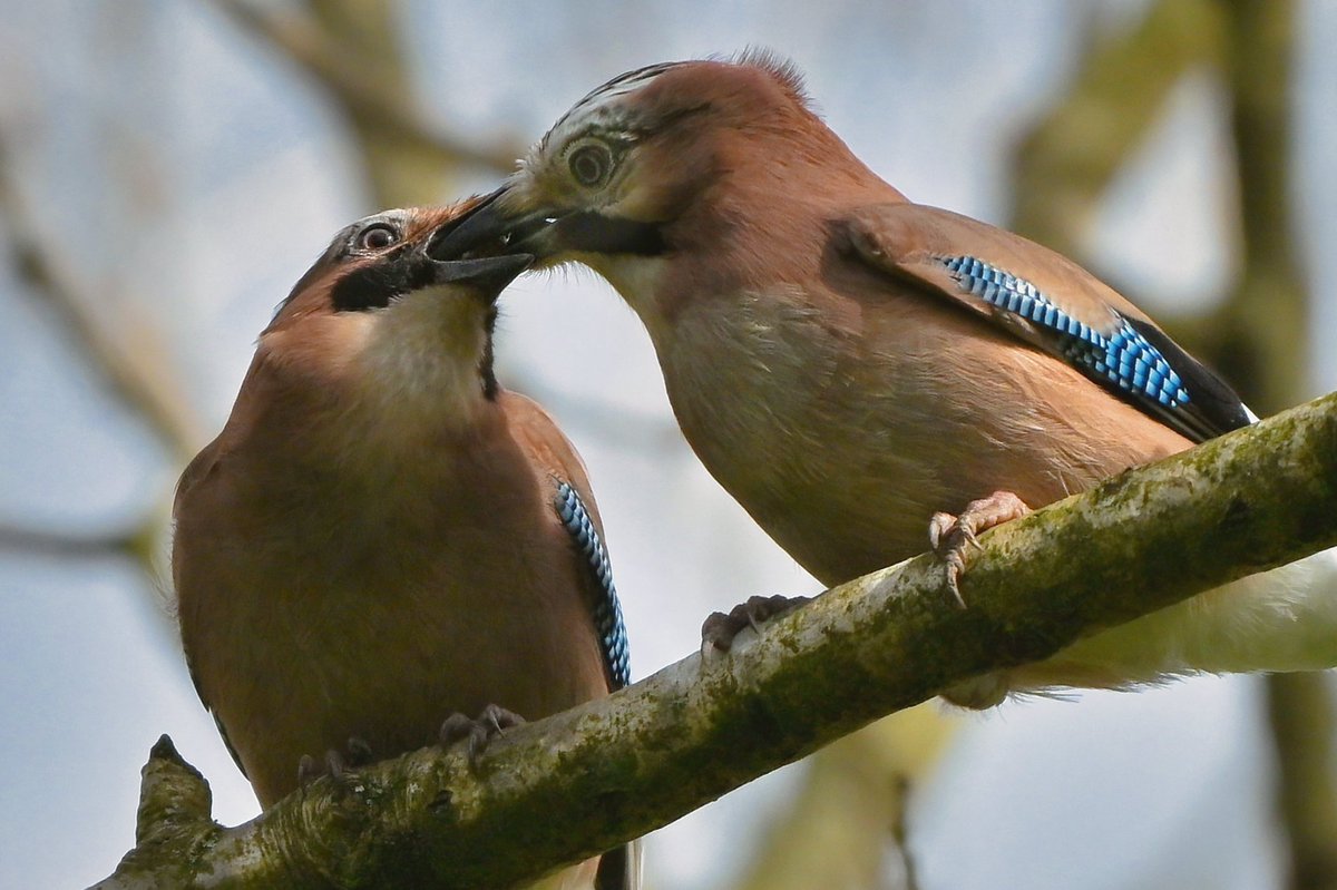 Open wide 
The jays #ThePhotoHour  #photooftheday #photographer #birding #birdlovers #birdoftheday #birdoftheday #birdphotography #birds #birdwatcher #birdwatchers #birdwatching #BBCWildlifePOTD #bbccountryfilemagpotd #bbcwildlife