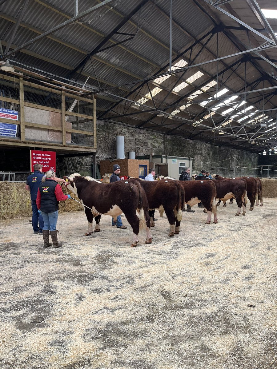 Hereford Show & Sale - Bandon! Class 1 Results 1st - Lot 12 Skehanore Joey 2nd - Lot 8 Skehanore Jubilant 3rd - Lot 9 Dunworleypoll 1 Barry