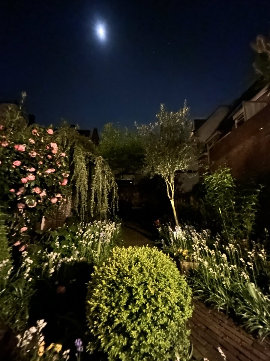 My garden in the moon light #utrecht #urbangarden
