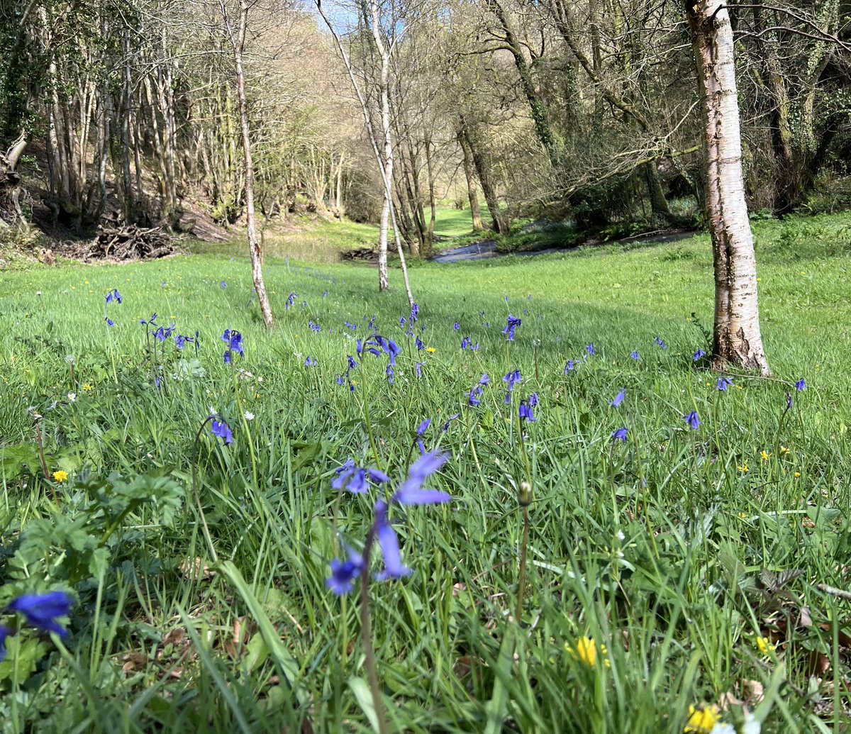 First bluebells. Hoorah! #Exmoor