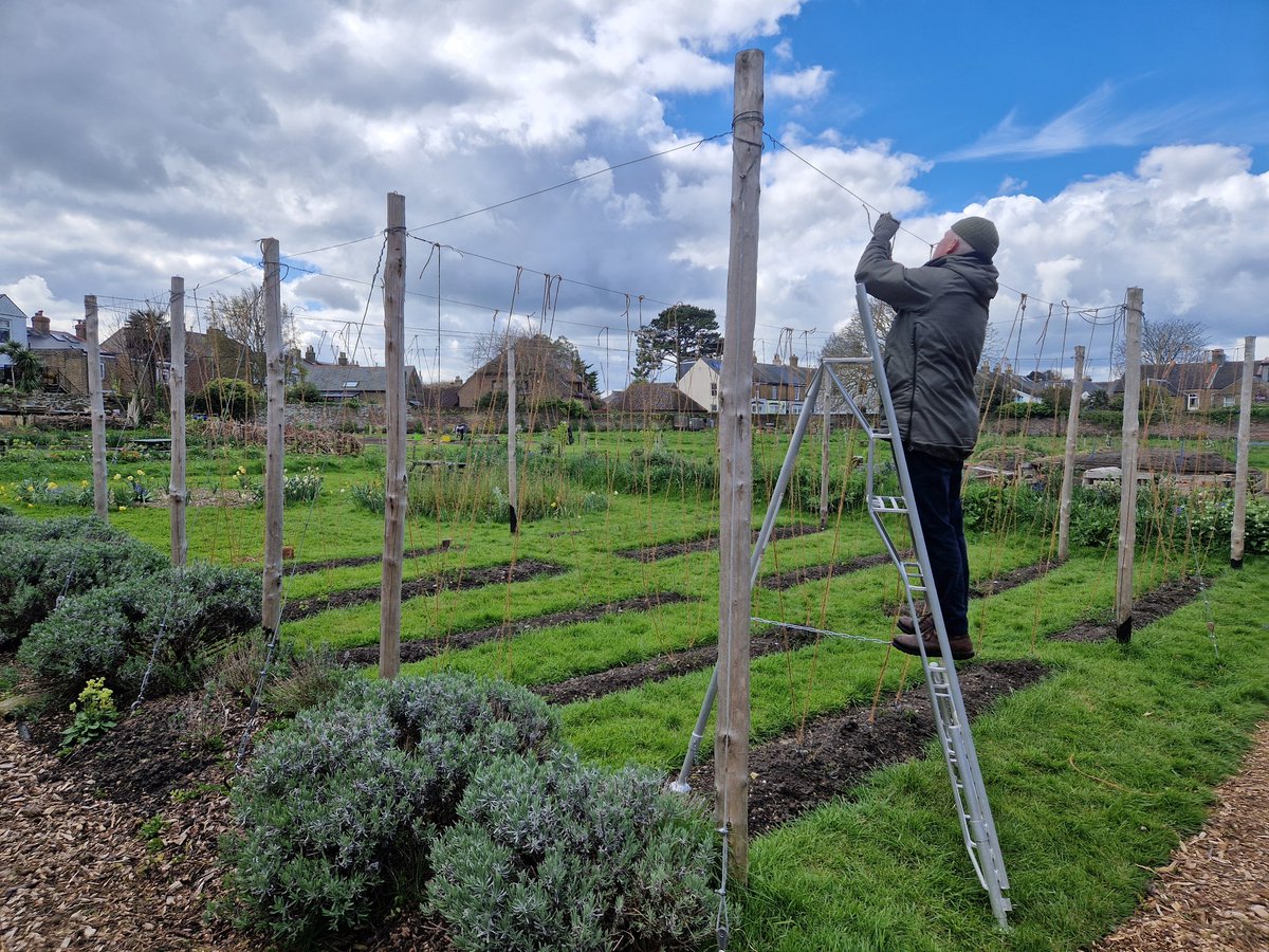 It's cold today, but the hops are coming at the Captain's Garden... Chris is completing the stringing in our Hop garden. The garden is just one of our 270 sites in the town in the Deal Hop Farm