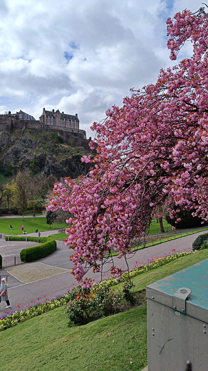 Spring is my favourite time of year on Princes Street when the colourful Cherry blossom appears with @edinburghcastle giving a stunning backdrop