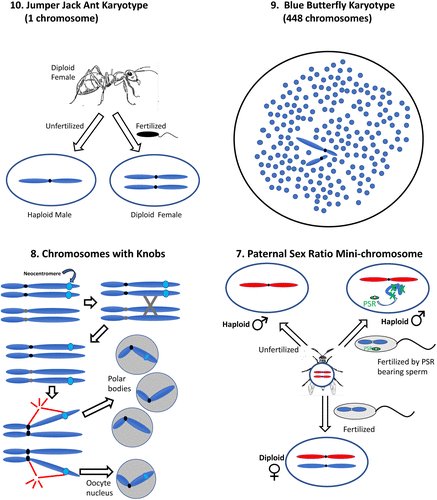 NEW FROM MBoC The top 10 most remarkable chromosomes and karyotypes sprinkled throughout the tree of life molbiolcell.org/doi/10.1091/mb…