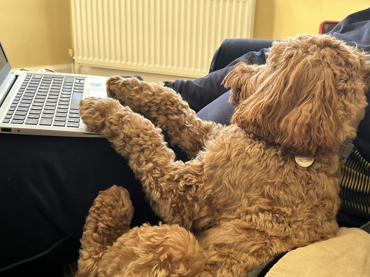 TheMontyDog1's tweet photo. A pup’s work is never done 🧑💻🧡 #halping https://t.co/0VclttBJc3