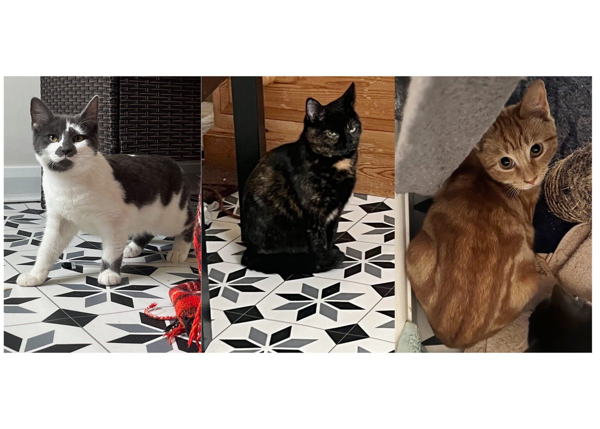 Could you offer a home to Mum Taylor & kittens Nacho & Smokey? Or to one or two of them? This lovely trio had a rough start in life & are understandably shy. But they’ll blossom with proper love & care from a patient owner. #WhiskersWednesday #AdoptDontShop #Buckinghamshire