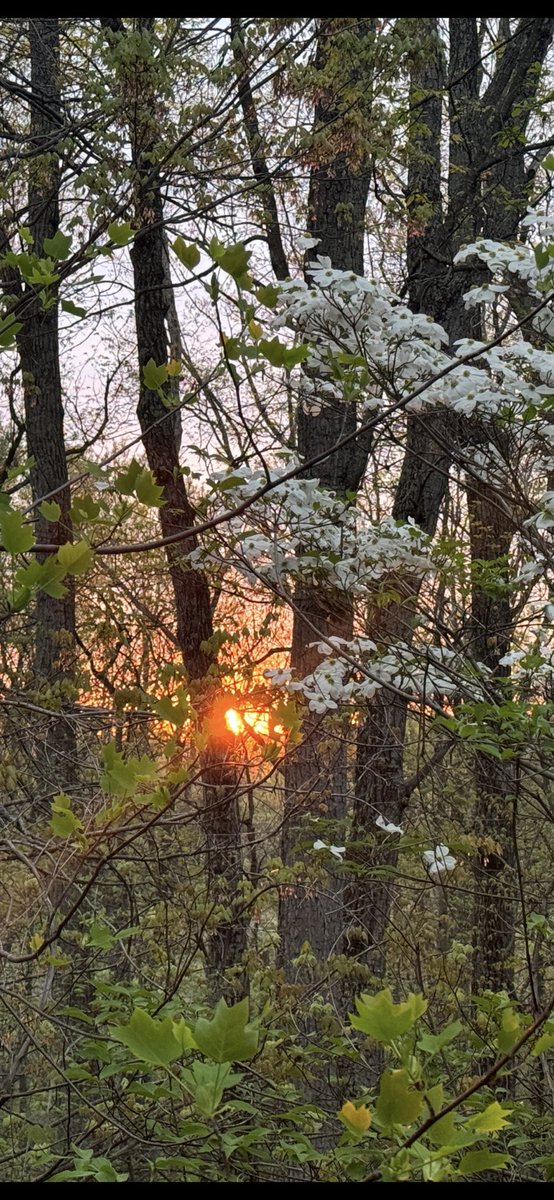 Happy Wednesday friends and Patriots. I tried getting the sun coming up in the distant Blue Ridge Mountains, with the trees filling in now our view is kinda blocked.
#GodLoves #Lifeisgood #Godsbeauty