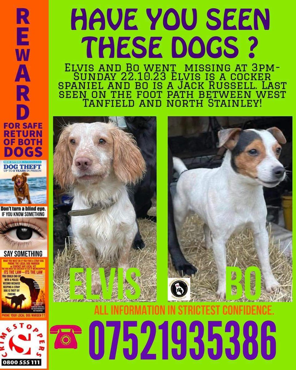 ELVIS & BO ARE STILL MISSING 💥 gone for almost 6 months Where are they now? Do you know anything? Please do the right thing and let them go home to their heartbroken family 🙏 #missingdog x2 #SpanielHour #rehomehour Reward for safe return PLEASE RETWEET