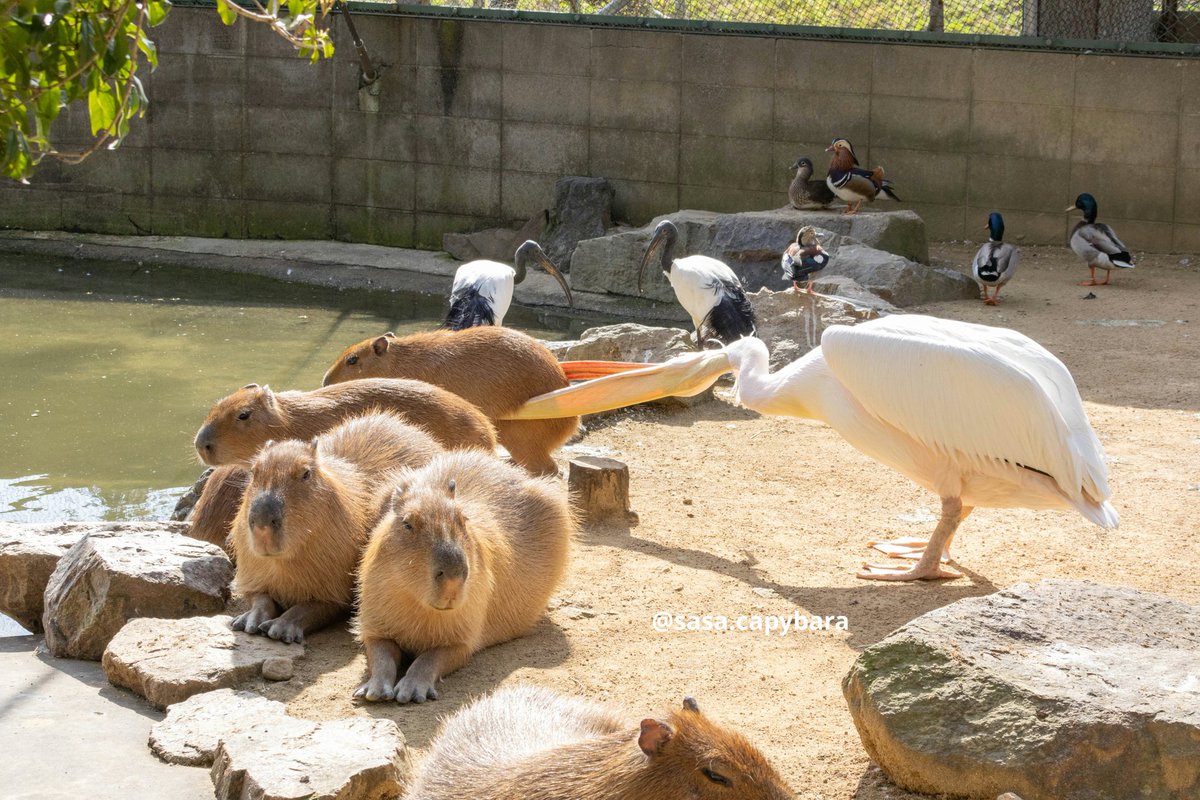 ペリカンに挟まれてしまう😭🆘
おなかが、もにゅっっとなってます😂

#カピバラ
#姫セン
#姫路セントラルパーク