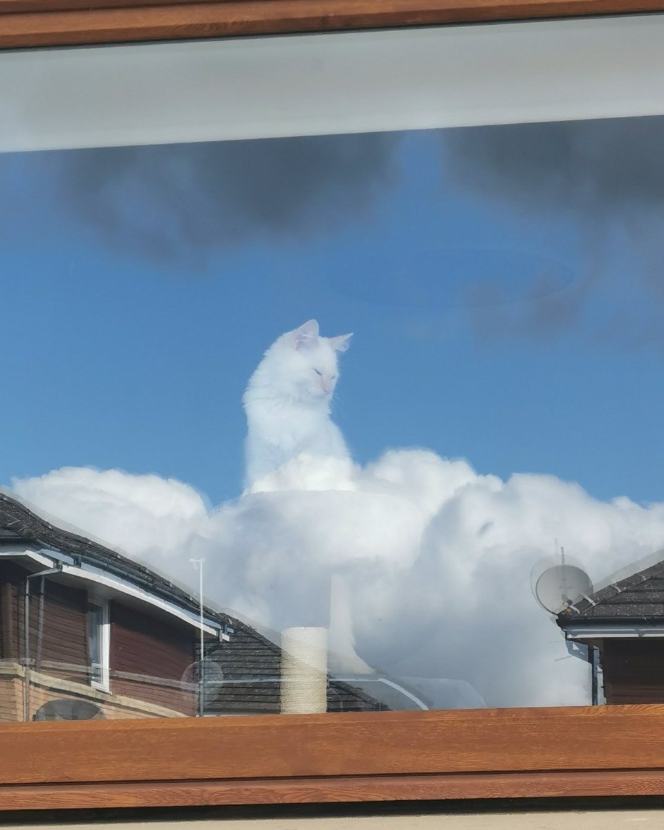 Factzblogger's tweet photo. An amazing optical illusion took place when pet owner Amanda Hyslop took a photo of her cat looking out the window and accidentally turned him into some sort of god."
#Bobrisky #dollar #bagofrice #naira #256g #khaid #CubanaChiefPriest #Dubai #MONOCHROME #Shogun #AyodhyaRamMandir https://t.co/yss8YHRks2