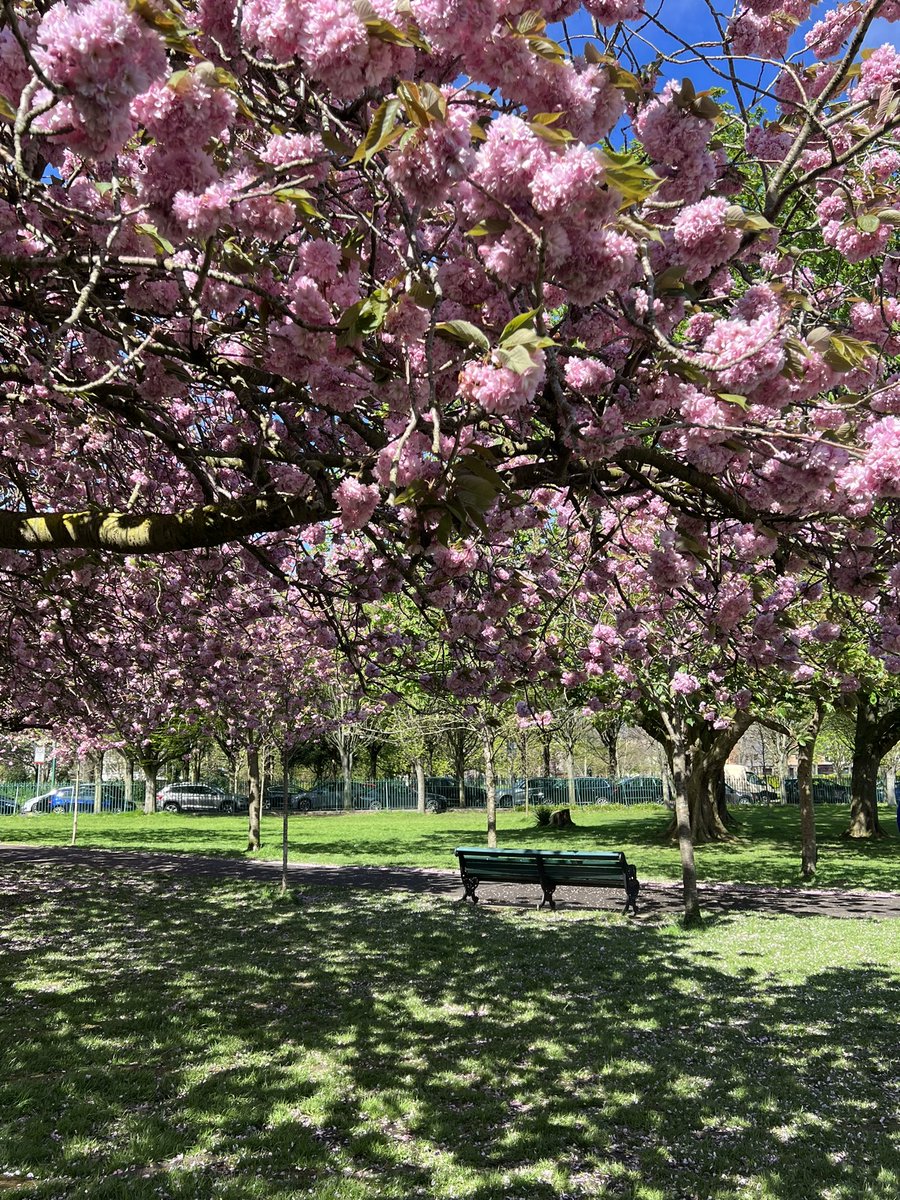 In Taiwan, we love cherry blossom so much that many even fly to Japan for “hanami” (花見 in Japanese, meaning cherry blossom viewing). Luckily, we can find some gorgeous 🌸 in Dublin as well. (Photo taken at Herbert Park) #hanami #cherryblossom