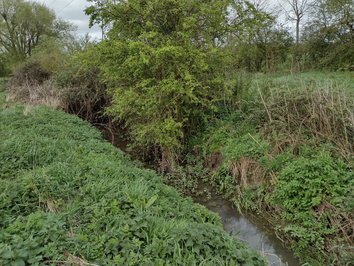 Farm visit last week on the Upper Gipping catchment, discussing potential natural flood management opportunities, clusters, hedgerow management and pond restoration.

Please get in touch if you'd like a free farm advice visit or scoping on new CS/SFI options.