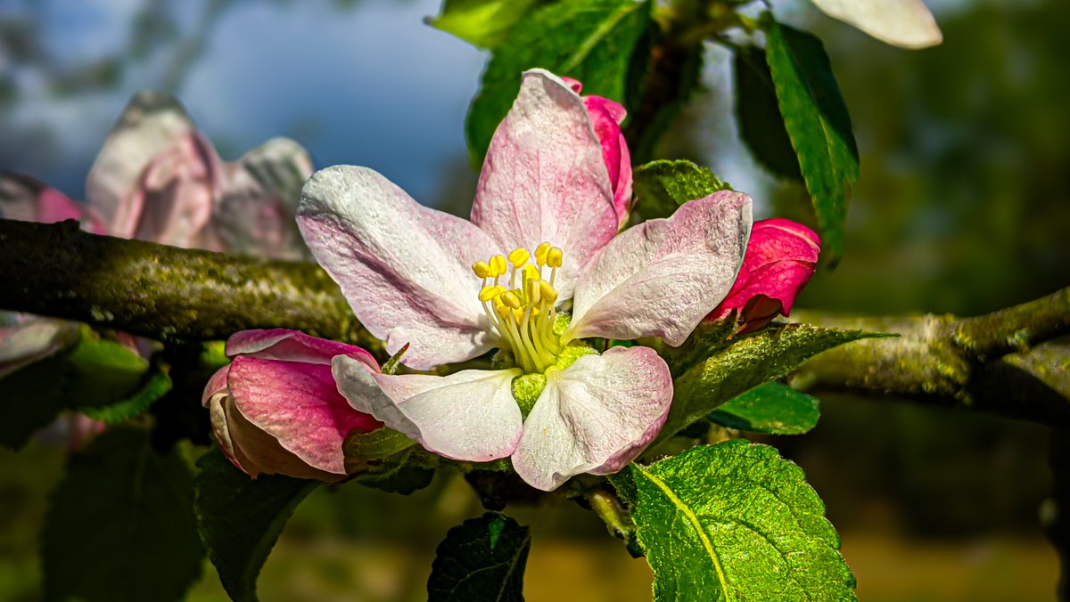 Pink buds at night, pretty white apple blossoms during the day 💮 #apple #blossom #spring #nature #photography