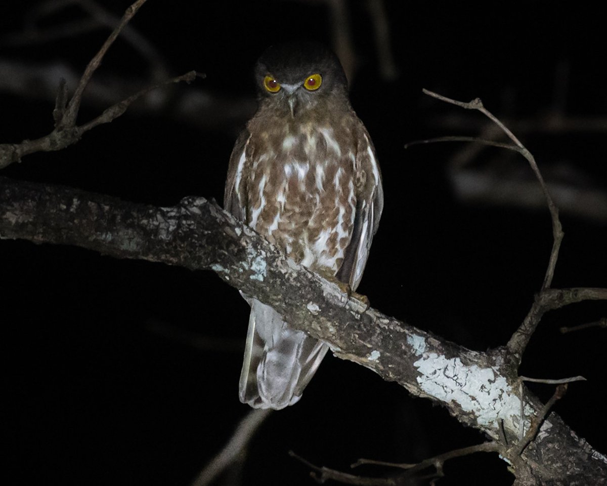 Brown Hawk-Owl : Ninox scutulata

#TwitterNatureCommunity #Worldofowls #owls #ThePhotoHour #BirdsOfTwitter @callingallbirds
@OrnithophileI
⁦#IndiAves
@natgeowild