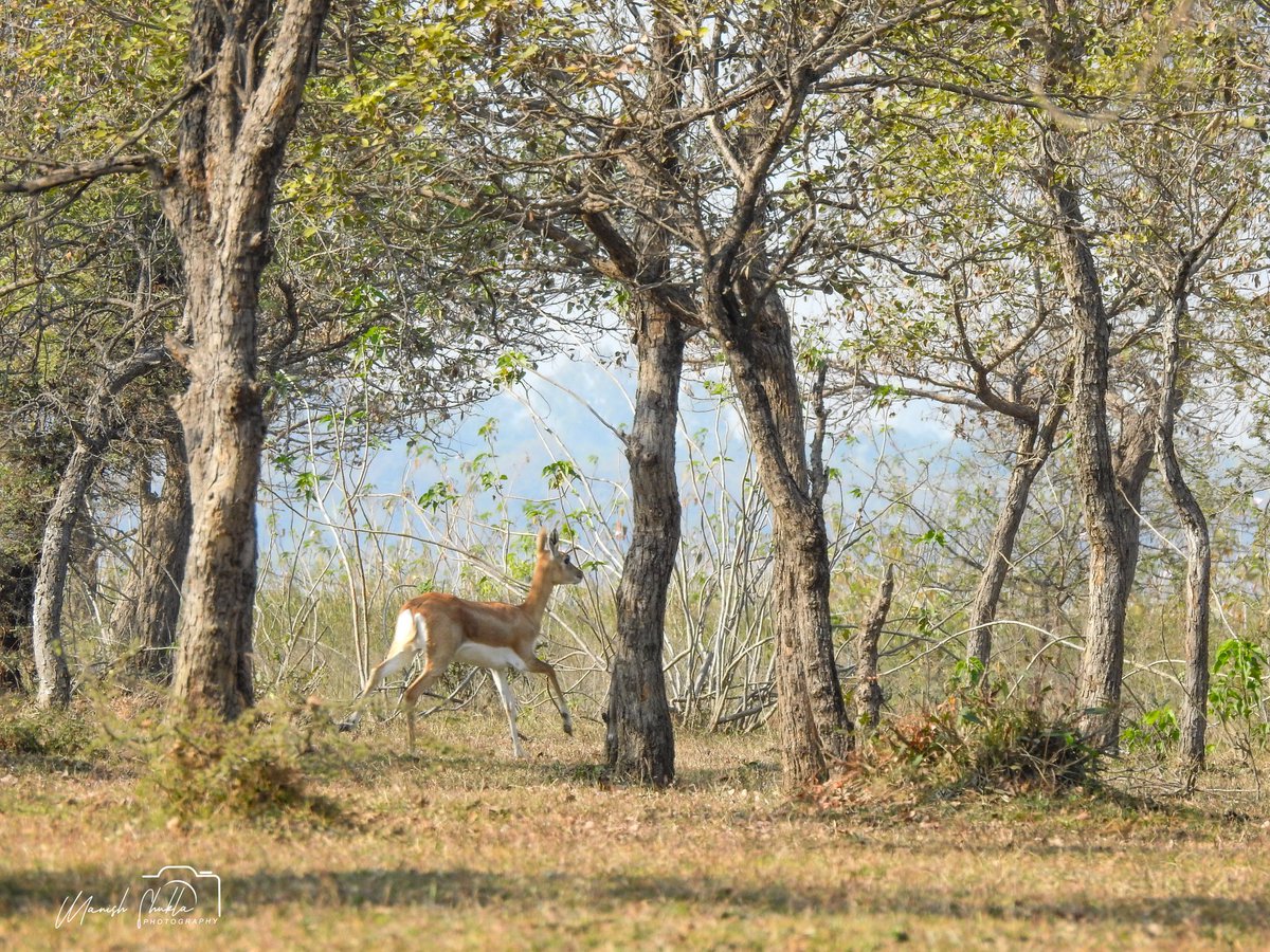 'Black buck'
@MP_SWA 
@WetlandsEurope @WetlandsInt 
@Britnatureguide 
@MPTourism 
@mptfs 
@MPSTDCofficial 
#BirdsSeen2024
@Abhikhandekar1 
@ThakkarLokendra