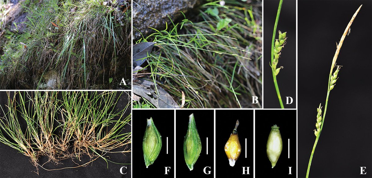 Carex linanensis, a #newspecies in sect. Mitratae of the #sedge family from north-western Zhejiang is described and illustrated.

🔗 doi.org/10.3897/phytok… 

#taxonomy #Cyperaceae