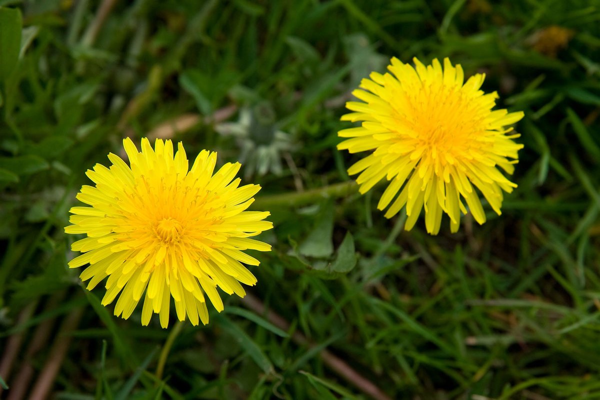 April is the month to:

Let Dandelions Bee !

These often-overlooked plants are starting to flower now. Let them bloom to feed our pollinators.

Get involved: Raise awareness on your campus about the importance of these over-looked flowers and #letdandelionsbee ! #pollinatorplan