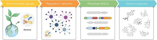 New NIOO publication: Harnessing regulatory networks in #Actinobacteria for natural product discovery, by @GillesvanWezel and others. #regulatorynetworks #naturalproduct #biosynthesis doi.org/10.1093/jimb/k…