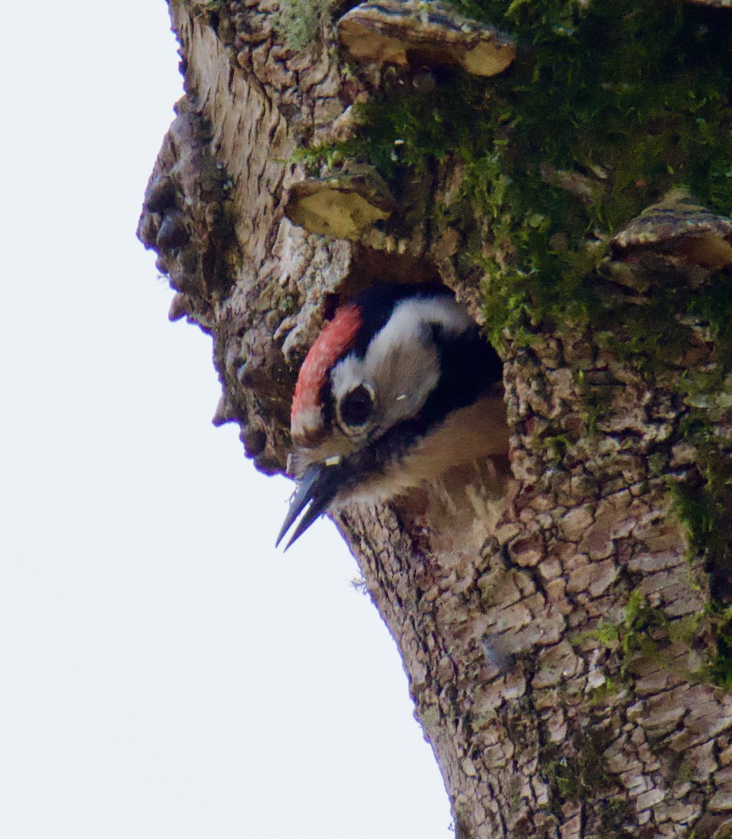TimTim292's tweet photo. Lesser Spotted Woodpecker Dartmoor Devon 17/04/24 @Natures_Voice @SEDwildlife @WildlifeMag @BirdWatchingMag @dartmoornpa @DevonBirds #lesserspottedwoodpecker #dartmoor #birdphotography #BirdsSeenIn2024 #devon #nature #devon https://t.co/u4FZjdYvpv
