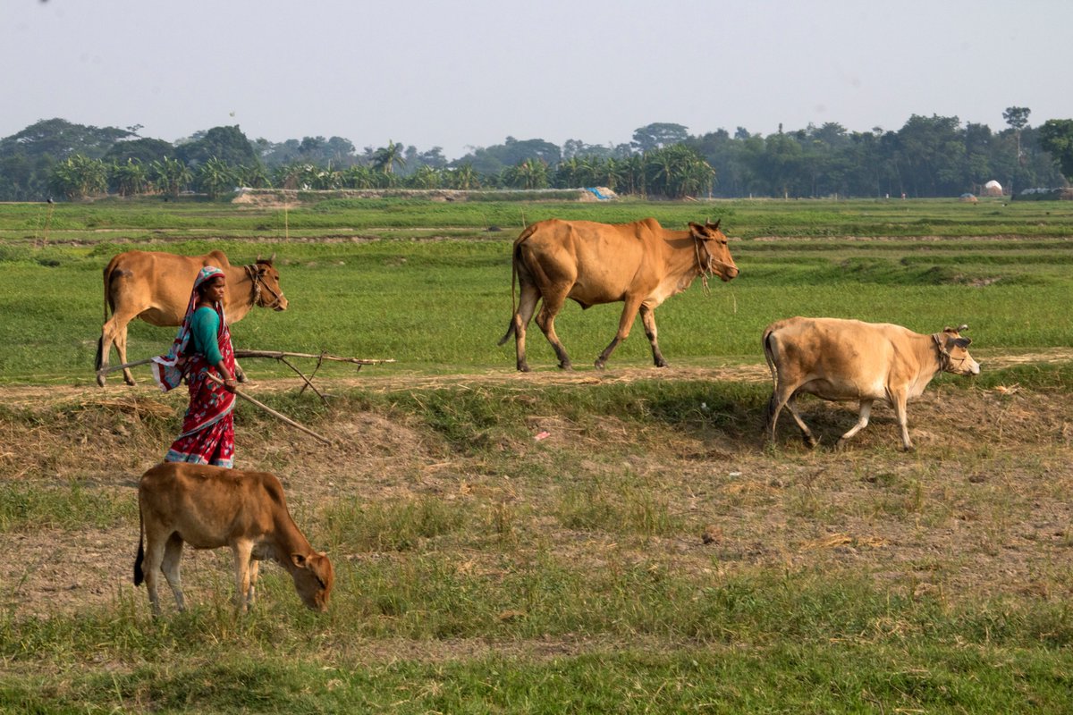 The irony of the findings in the report by @WRA_K on Unpaid work and Domestic care in @KajiadoGov, is that, while women are tasked with the responsibility of taking care of the livestock, men sell the livestock and benefit from the proceeds. #HerInvisibleLabour #WhatWomenWant